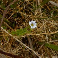 Gentiana pedicellata subsp. zeylanica (Griseb.) Halda